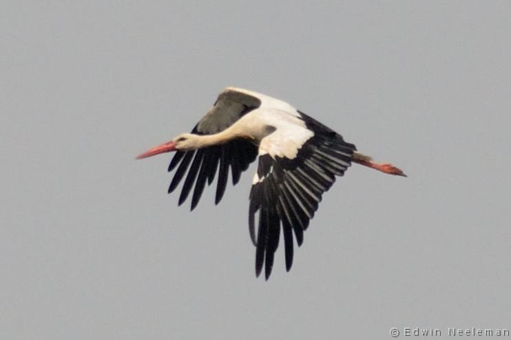 ENE-20130825-0383.jpg - [nl] Ooievaar ( Ciconia ciconia ) | Opheusden, Nederland[en] White Stork ( Ciconia ciconia ) | Opheusden, The Netherlands